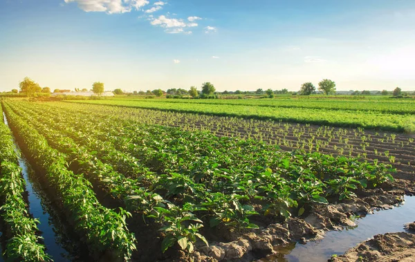 depositphotos_411480508-stock-photo-eggplant-plantations-grow-field-sunny
